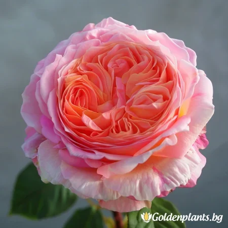 Τριαντάφυλλο Perlen Rosa - χωρίς ρίζα