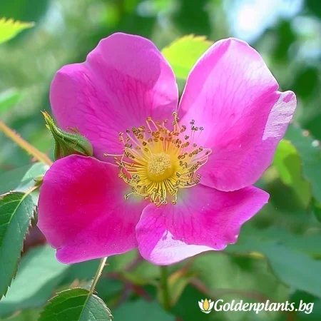 Τριαντάφυλλο Shakespeare\'s Garden - σε γυμνή ρίζα