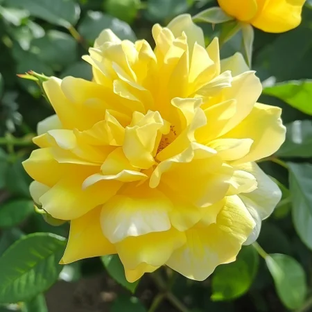 Τριαντάφυλλο Κίτρινη Φαντασία - σε γυμνή ρίζα