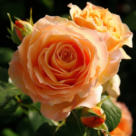 Τριαντάφυλλο Μικρός Αυτοκράτορας - σε γυμνή ρίζα