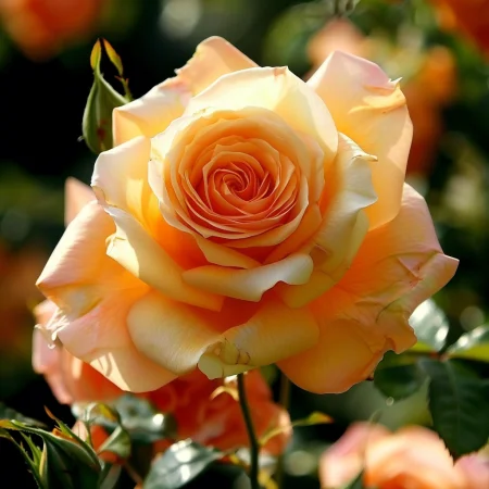 Τριαντάφυλλο Μικρός Αυτοκράτορας - σε γυμνή ρίζα