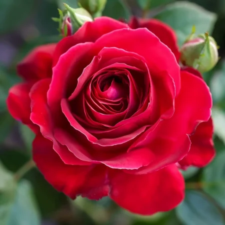 Τριαντάφυλλο Κρασί και Κρέμα - γυμνή ρίζα