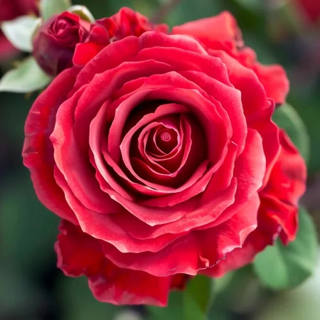 Τριαντάφυλλο Κρασί και Κρέμα - γυμνή ρίζα