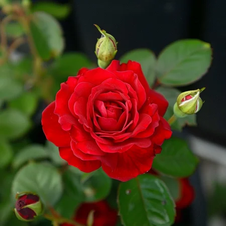 Τριαντάφυλλο Κόκκινη Λάμψη - σε γυμνή ρίζα