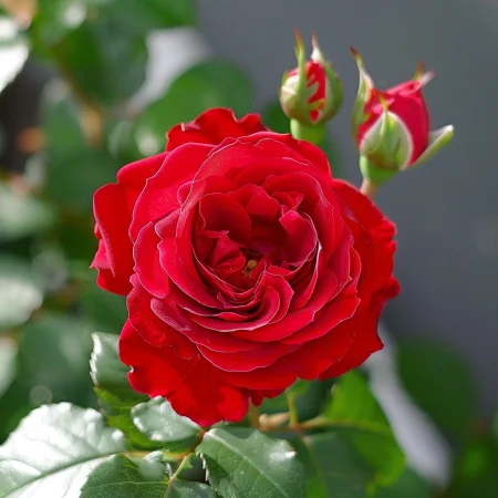 Τριαντάφυλλο Κόκκινη Λάμψη - σε γυμνή ρίζα