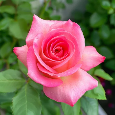 Τριαντάφυλλο Ροζ Χιονονιφάδα - με γυμνή ρίζα