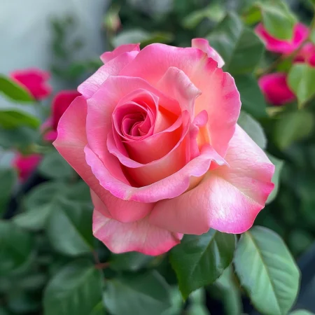 Τριαντάφυλλο Ροζ Χιονονιφάδα - με γυμνή ρίζα