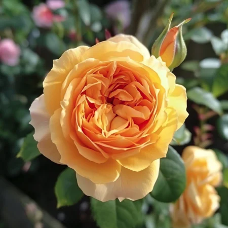 Τριαντάφυλλο Χρυσό Ελιξίριο - σε γυμνή ρίζα