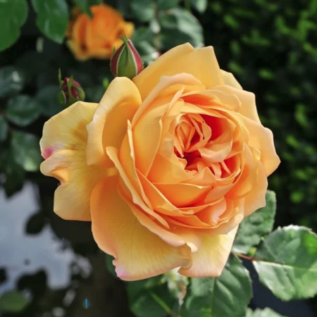 Τριαντάφυλλο Χρυσό Ελιξίριο - σε γυμνή ρίζα