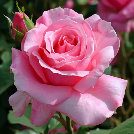 Ρόδος Αιώνια Πριγκίπισσα - χωρίς ρίζα