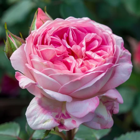 Τριαντάφυλλο Ροζ Σέντινελ - γυμνή ρίζα