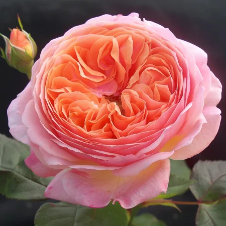 Τριαντάφυλλο Perlen Rosa - χωρίς ρίζα