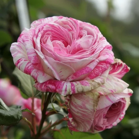 Τριαντάφυλλο Χρωματικός Ανεμοστρόβιλος - με γυμνή ρίζα