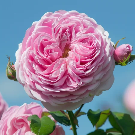 Ρόδο Βασιλικό Αιθέριο Έλαιο - με γυμνή ρίζα