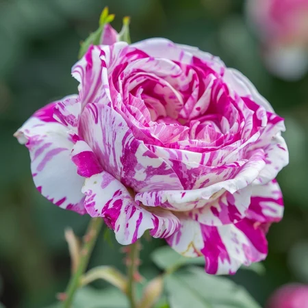 Τριαντάφυλλο Μπολόνια Λεβάντα - με γυμνή ρίζα