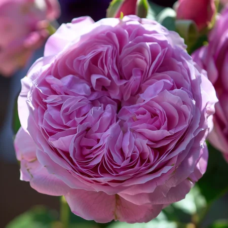 Τριαντάφυλλο Ροζ Μαγεία - γυμνή ρίζα