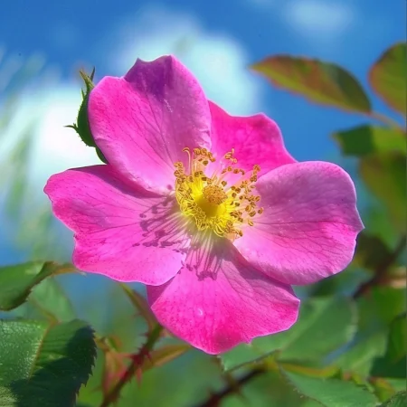 Τριαντάφυλλο Shakespeare\'s Garden - σε γυμνή ρίζα