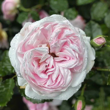 Τριαντάφυλλο Ασημένια Ροζ Λάμψη - σε γυμνή ρίζα