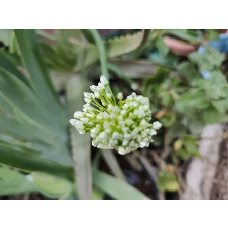 Allium 'STATOS' (Allium)